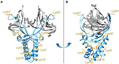 Acetylation at Lysine 86 of Escherichia coli HUβ Modulates the DNA-Binding Capability of the Protein